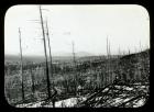 Hike through Burned Woods